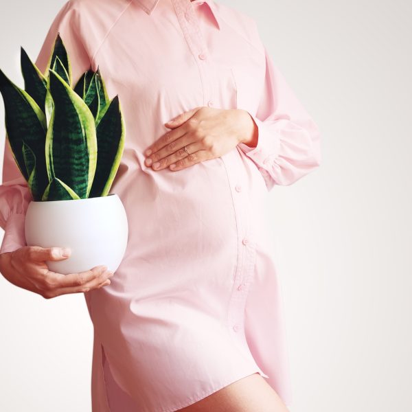 Pregnant woman with green plant in hands. Concept of pregnancy, fertility and health care of women